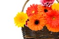 Bright gerber flowers in the basket