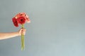 Bright gerbera daisies in woman hand on blue wall background, minimal style