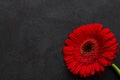 Bright gerbera flower on black background