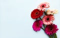 Bright gerbera flowers on a blue background Royalty Free Stock Photo