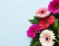 Bright gerbera flowers on a blue background Royalty Free Stock Photo