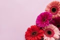 Bright gerbera flowers on pastel pink background