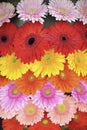 Bright gerbera flowers, yellow, pink, red, orange, delicate on a black background.bright colored background lined with heads of