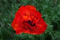 Bright giant red poppy flower in spring. Royalty Free Stock Photo