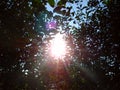 Bright glare of the sun through the foliage