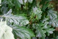 Bright Glossy Green Oak Leaves Royalty Free Stock Photo