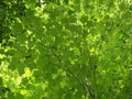Bright Glowing Green Leaves Background