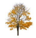 Bright gold autumn maple cutout on white