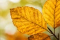 Bright golden beech tree leaf in Autumn sunshine