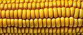 Bright Golden Corn Kernels in Close-Up Macro View Capturing Freshness and Vibrant Color Royalty Free Stock Photo