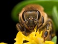 Bright Golden honeybee extracts pollen from yellow flower Royalty Free Stock Photo