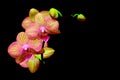 Bright golden pink phalaenopsis orchids on dark background Royalty Free Stock Photo