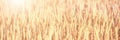 Bright golden rye field with selective focus panoramic Royalty Free Stock Photo