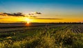 Bright golden sunset in late summer over farmlands in the black dirt region of Pine Island, New York