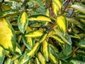 Elaeagnus x ebbingei `Limelight`