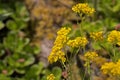 Bright golden yellow Alyssum flowers, Aurinia saxatilis, blooming in summer, close-up view with background blur