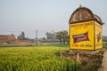 Bright Golden Yellow master seed flower in the field near Nalanda Royalty Free Stock Photo