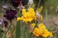 Spring Bloom Series - Glitter Gulch - Tall Bearded Space Ager Iris - Bright Golden Yellow - Iris Germanica Royalty Free Stock Photo