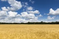 Bright Golden Yellow Wheat Field Under Deep Blue S