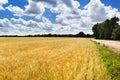 Bright Golden Yellow Wheat Field Under Deep Blue S