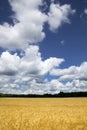 Bright Golden Yellow Wheat Field Under Deep Blue S