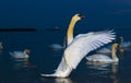 Graceful white swan spreading wings over dark sea water