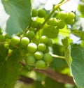 Bright grapes closeup on nature