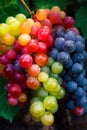 Bright grapes of rainbow colors, Lgbtq symbols, ai generative