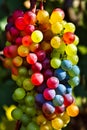 Bright grapes of rainbow colors on the vine,