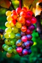 Bright grapes of rainbow colors on the vine, Generative AI