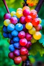Bright grapes of rainbow colors on the vine, Generative AI
