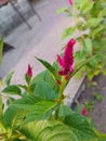 Bright grass, green leaves and bright pink flowers