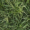 bright grasses background Royalty Free Stock Photo