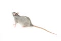 Bright gray rat with a long tail on an isolated white background Royalty Free Stock Photo