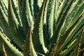 Bright Green Agave Leaves