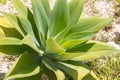 Bright green agave plant