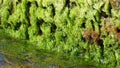 Bright green algae on the dock by the sea water. Background image. Royalty Free Stock Photo