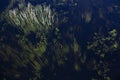 Bright green algae in the river Royalty Free Stock Photo