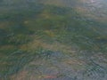 Bright green algae plants in the orange shallow water under the thickness of the river translucent water Royalty Free Stock Photo