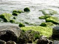 Bright Green Algae on Rocks Royalty Free Stock Photo