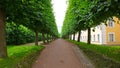 Bright green alley in the park