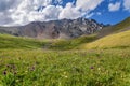 Mountains meadow alpine wildflowers hills Royalty Free Stock Photo