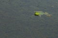 Bright green American bullfrog