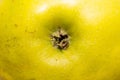 Bright green apple stalk close-up in the center Royalty Free Stock Photo