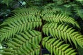 Bright green Australian tree-fern (Dicksonia) leaves