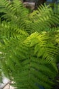 Bright green Australian tree-fern