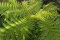 Bright green Australian tree-fern (Dicksonia)