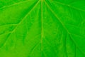 Texture of the plane of a green leaf of a tree close up Royalty Free Stock Photo