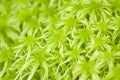 Lush green growing peat moss Royalty Free Stock Photo