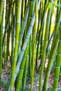 Bright green bamboo stems background Royalty Free Stock Photo